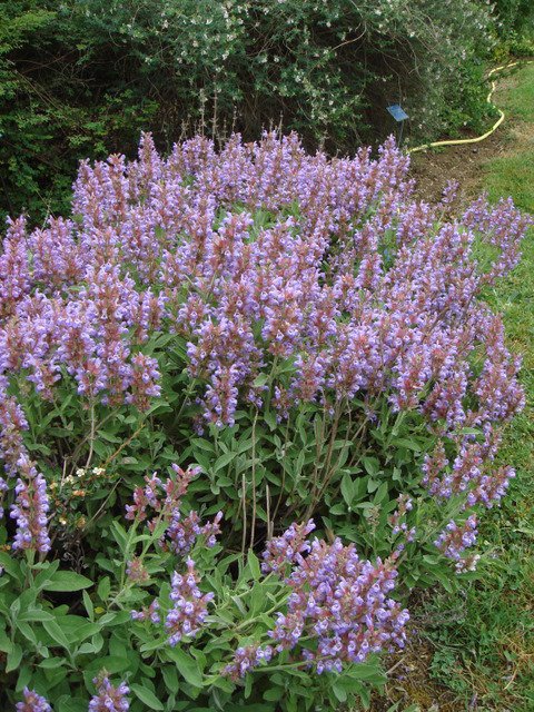 Salvia officinalis fleur